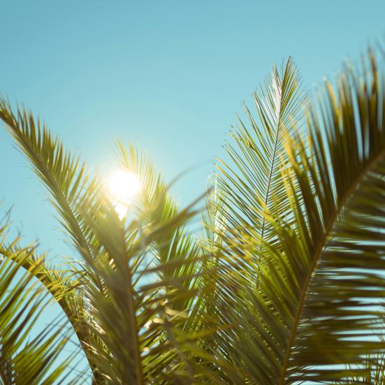 Billede af sol og palme
