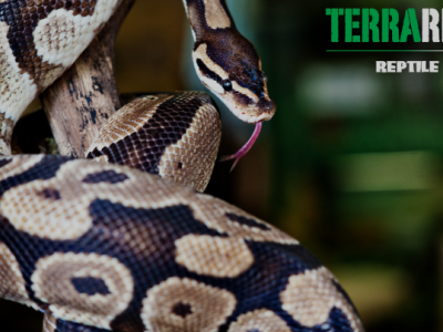 billede af slange og logo fra Terrariet Reptile Zoo